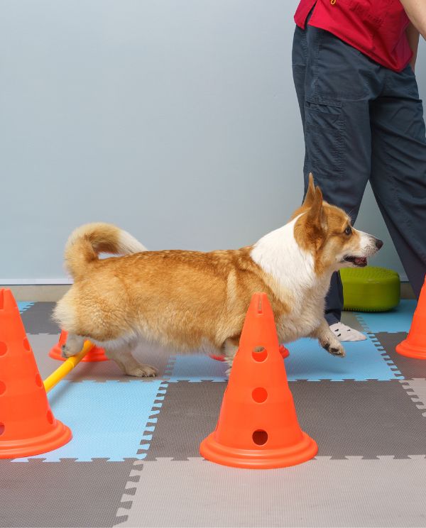 Dog rehabilitation exercise
