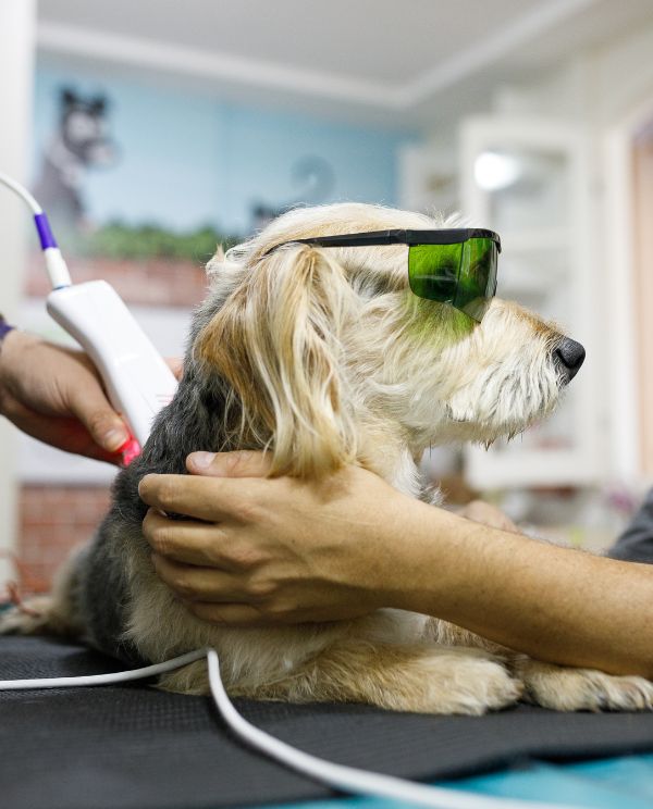 Dog receiving cold laser therapy treatment at veterinary clinic