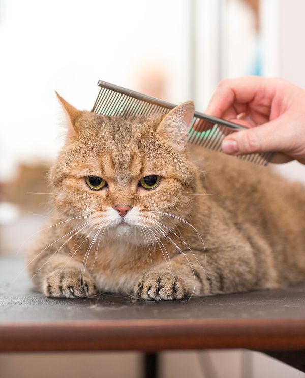 Cat receiving brushing during grooming