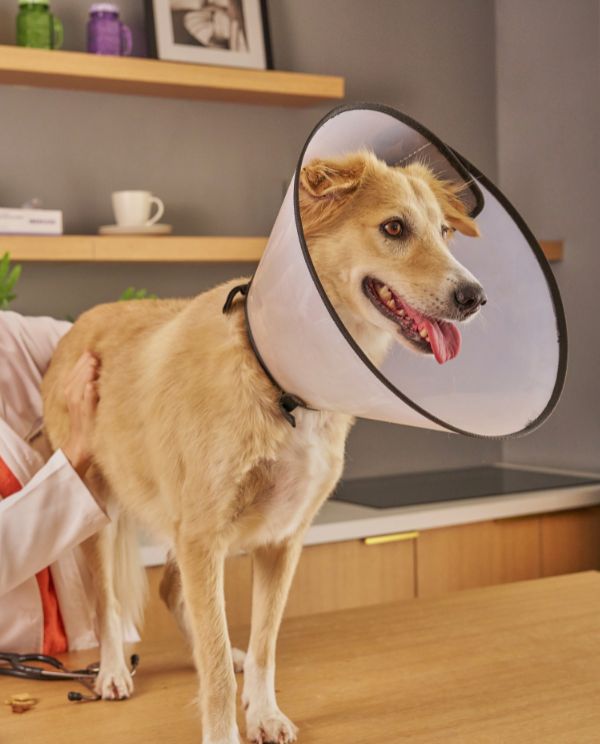 Dog after surgery wearing cone